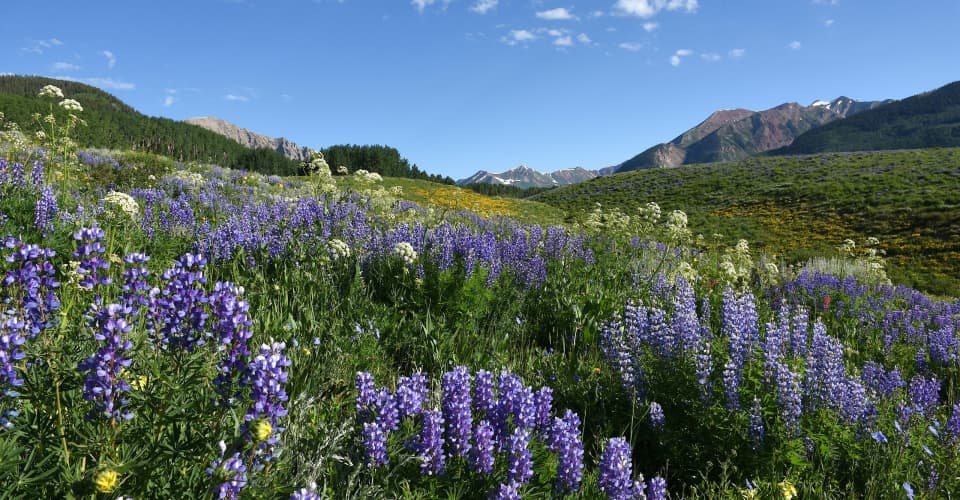 Field of lupine flowers