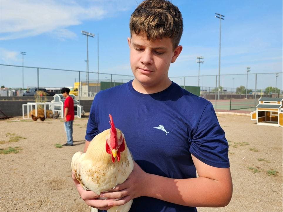 A young boy in a blue shirt holds a chicken in his arms while standing in an outdoor area with a sports field in the background.
