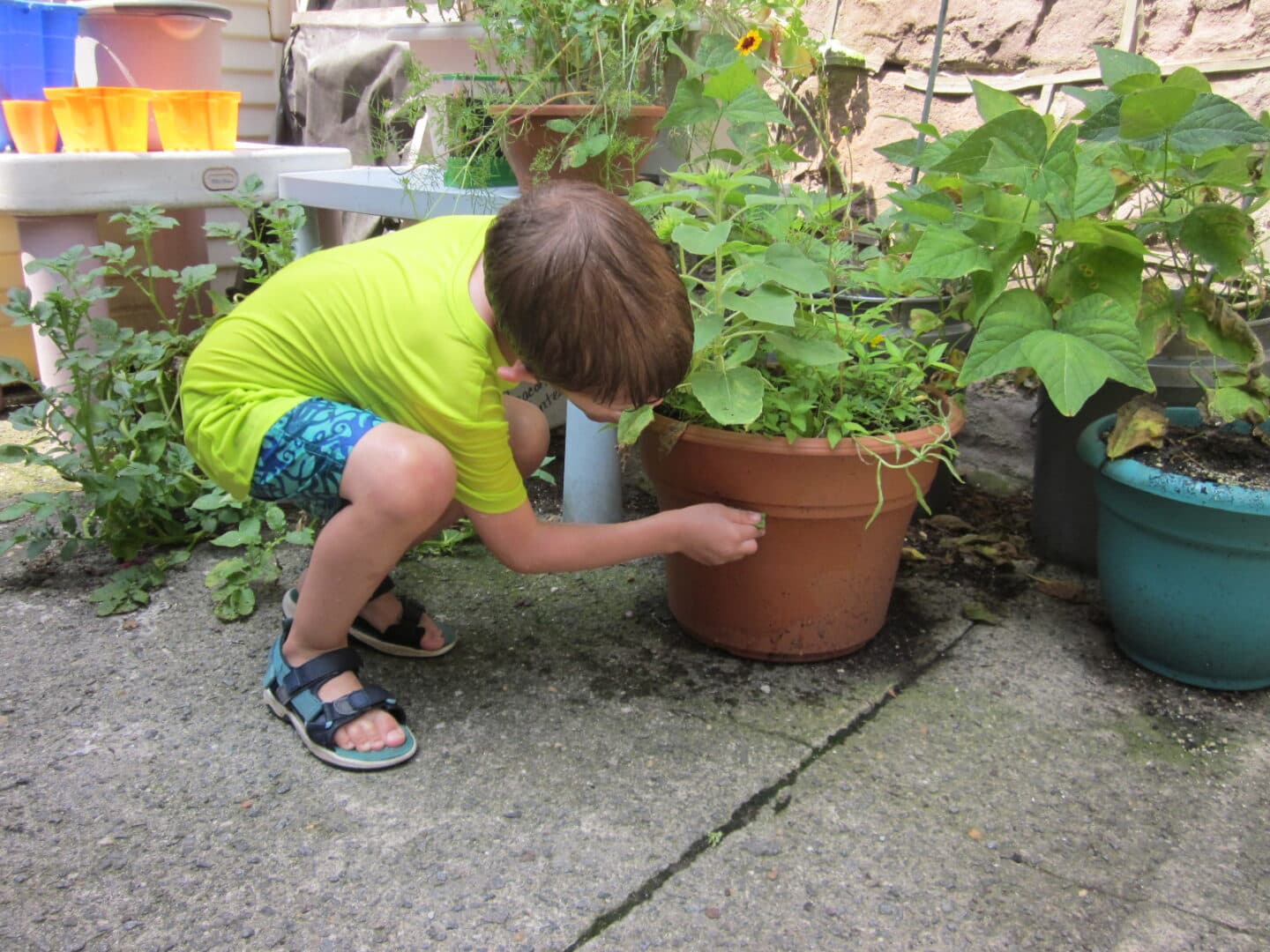A young boy is looking at plants in a pot.