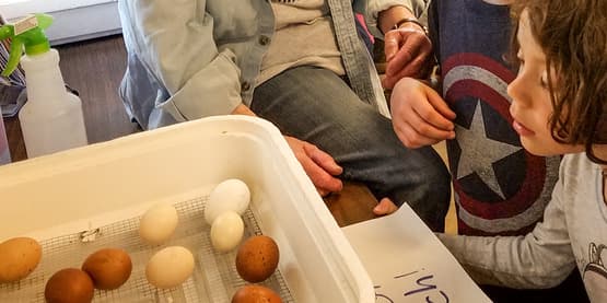 Watching Chicks hatch at NW After School