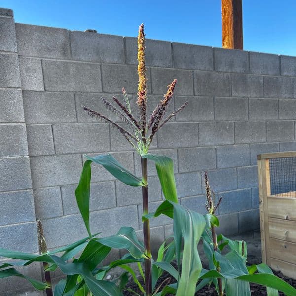 Sweet Corn Tassels
