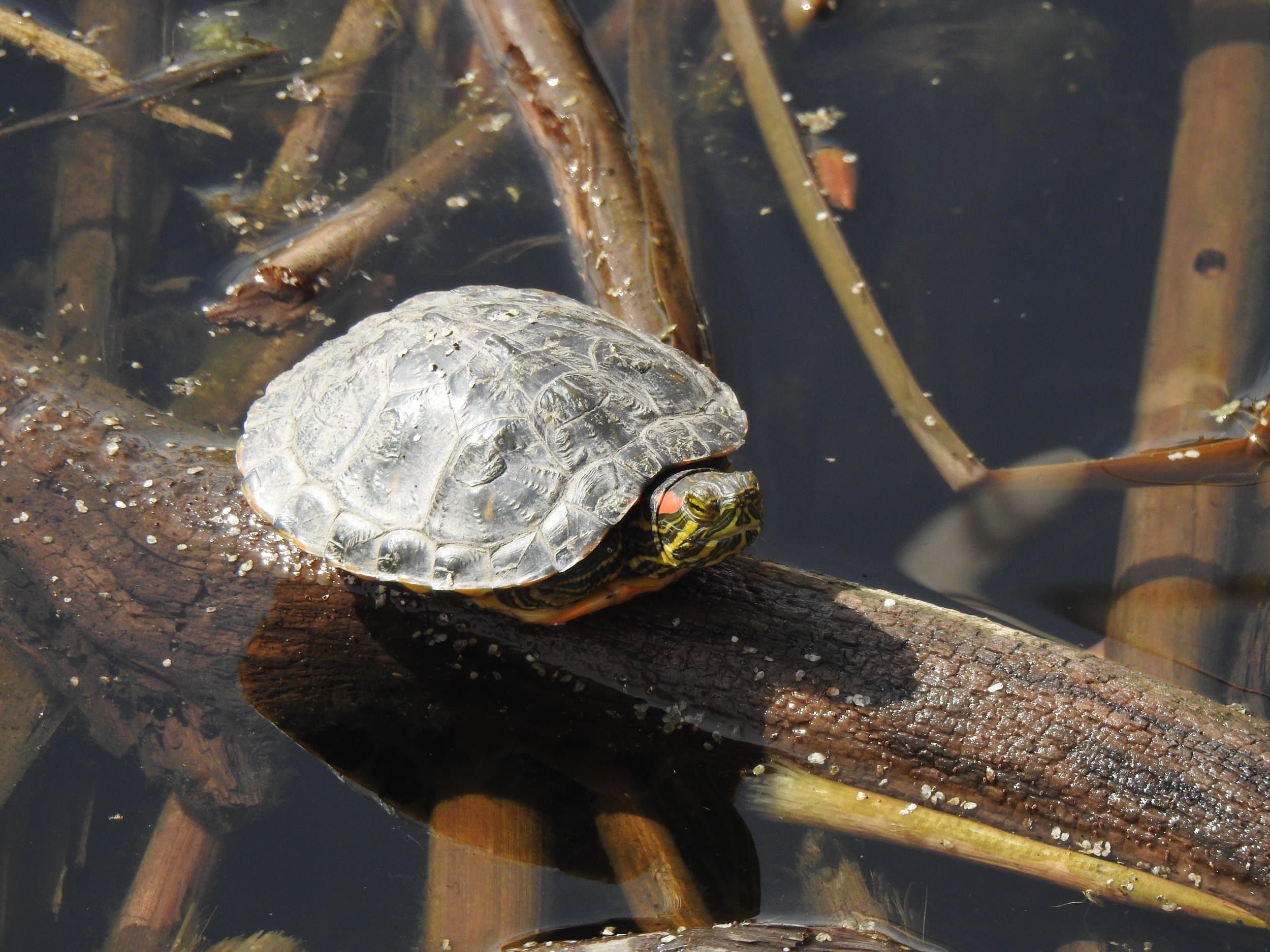 Wildlife photograph showing a turtle at Bluff Lake.