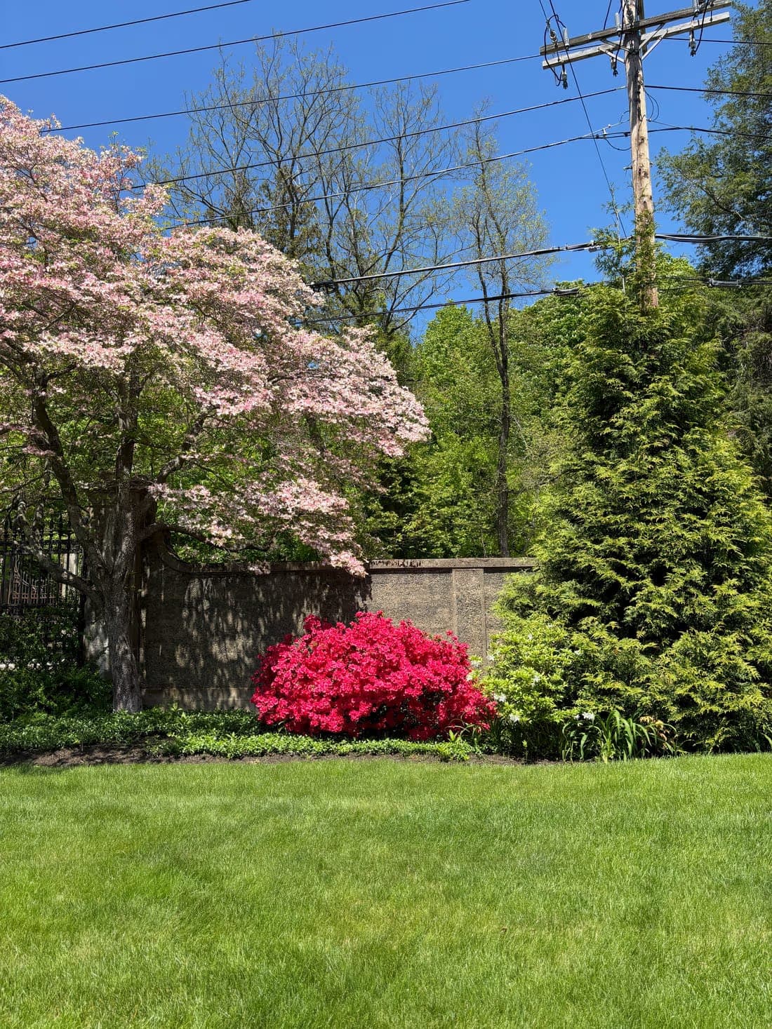Beacon Montessori's Weston campus grounds in spring bloom, with a flowering dogwood and azalea